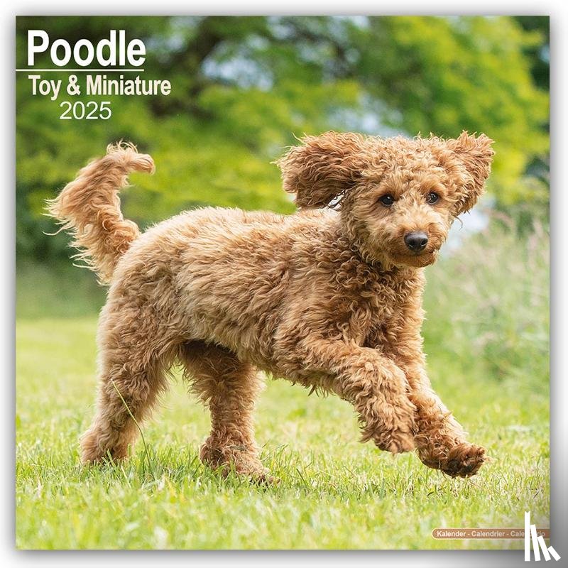 Avonside Publishing Ltd - Poodle, Toy & Miniature Square Wall Calendar 2025