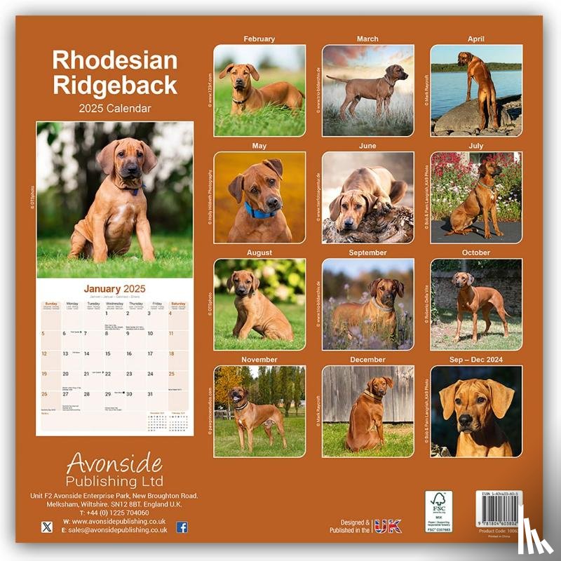 Avonside Publishing Ltd - Rhodesian Ridgeback Square Wall Calendar 2025