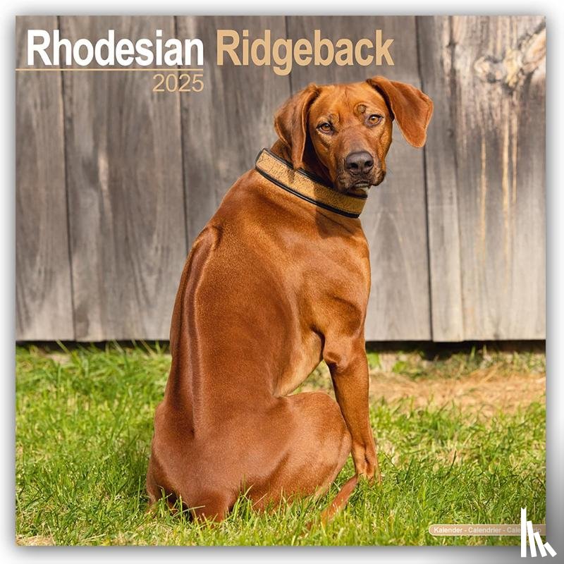Avonside Publishing Ltd - Rhodesian Ridgeback Square Wall Calendar 2025