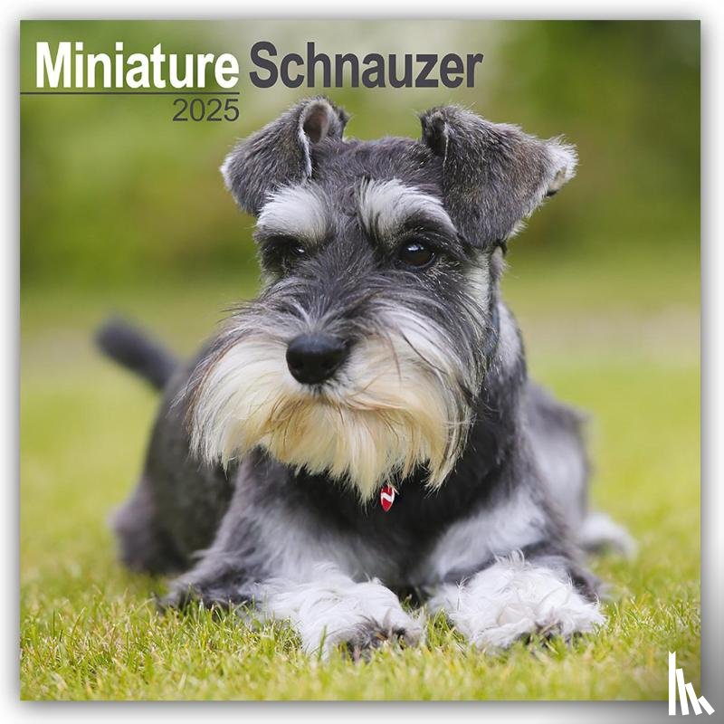 Avonside Publishing Ltd - Miniature Schnauzer Square Wall Calendar 2025