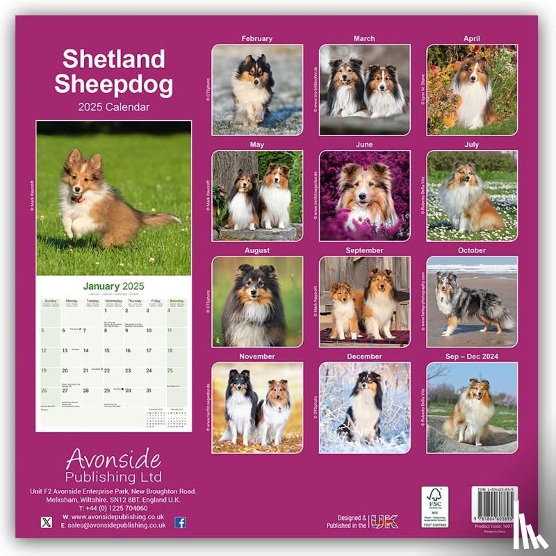Avonside Publishing Ltd - Shetland Sheepdog Square Wall Calendar 2025