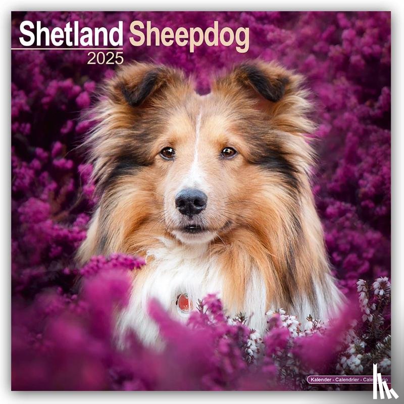 Avonside Publishing Ltd - Shetland Sheepdog Square Wall Calendar 2025
