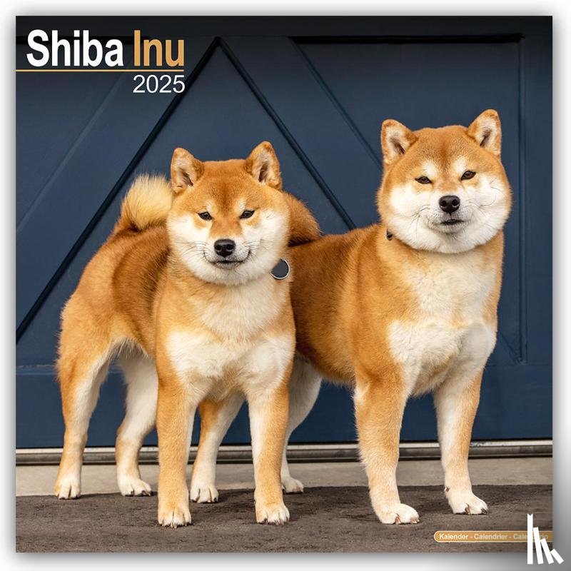 Avonside Publishing Ltd - Shiba Inu Calendar 2025 Square Dog Breed Wall Calendar - 16 Month