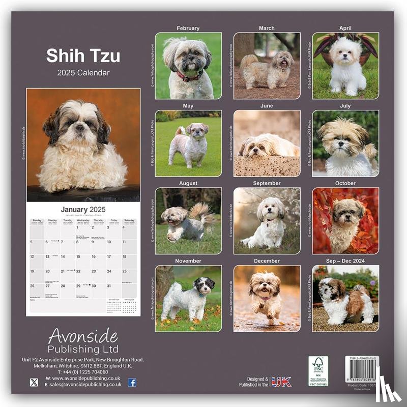 Avonside Publishing Ltd - Shih Tzu Square Wall Calendar 2025