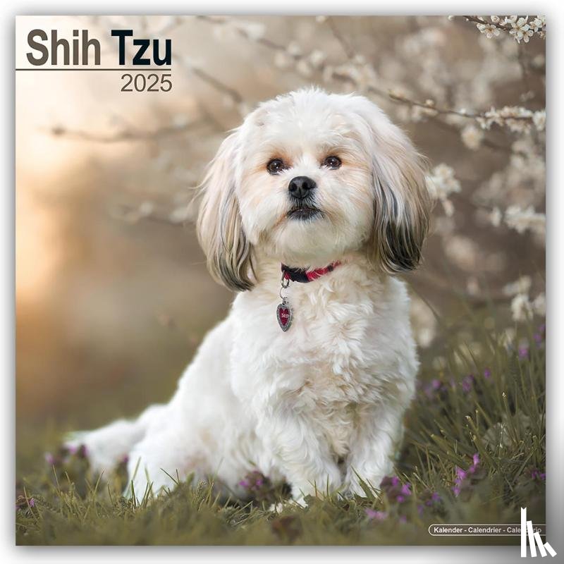 Avonside Publishing Ltd - Shih Tzu Square Wall Calendar 2025