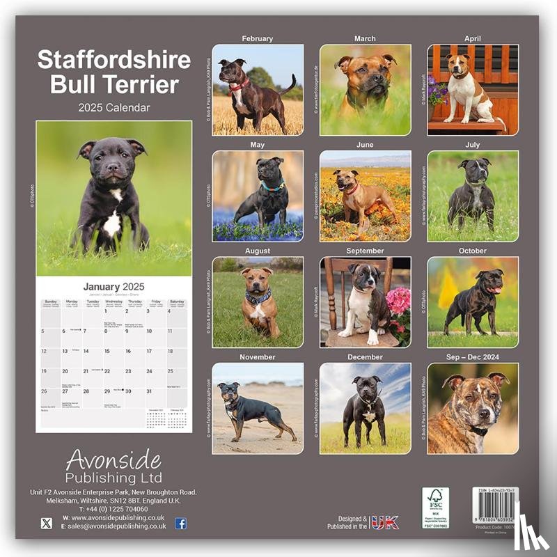 Avonside Publishing Ltd - Staffordshire Bull Terrier Square Wall Calendar 2025