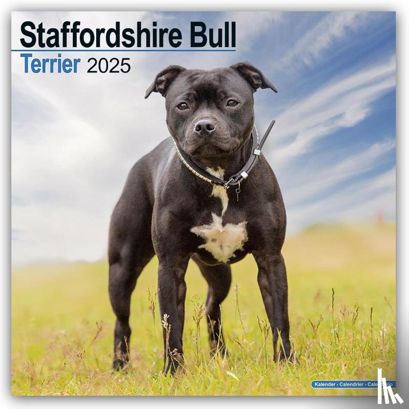 Avonside Publishing Ltd - Staffordshire Bull Terrier Square Wall Calendar 2025