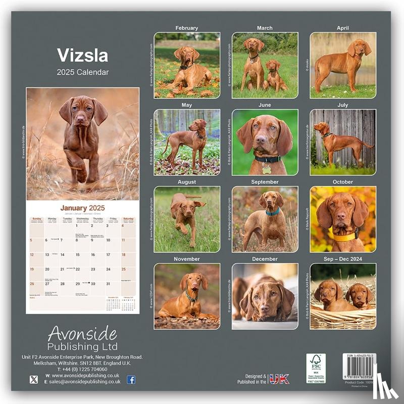 Avonside Publishing Ltd - Vizsla Square Wall Calendar 2025