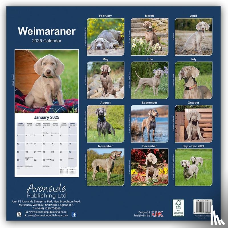 Avonside Publishing Ltd - Weimaraner Square Wall Calendar 2025