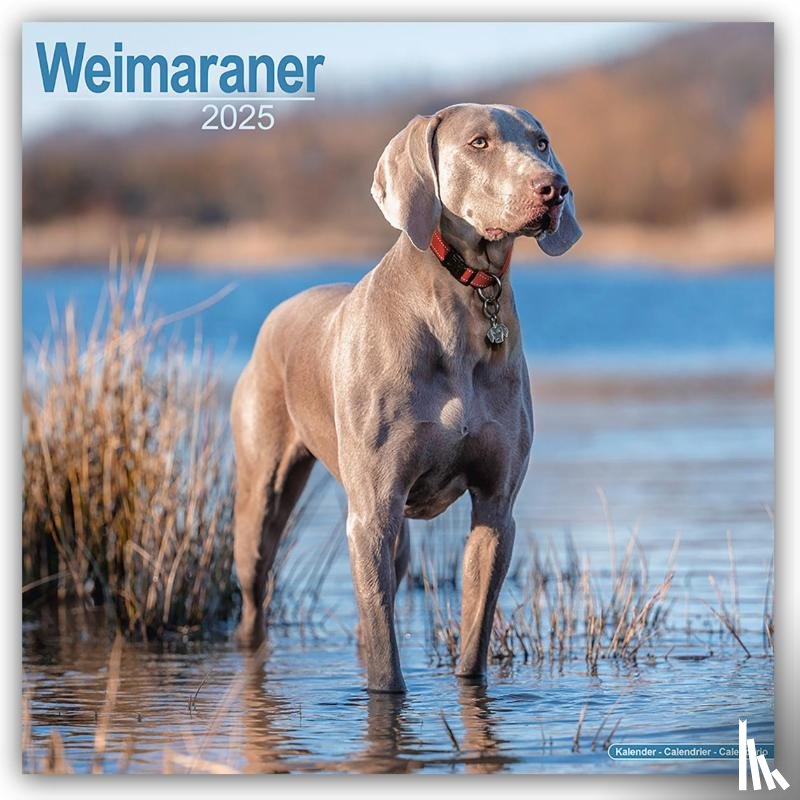 Avonside Publishing Ltd - Weimaraner Square Wall Calendar 2025