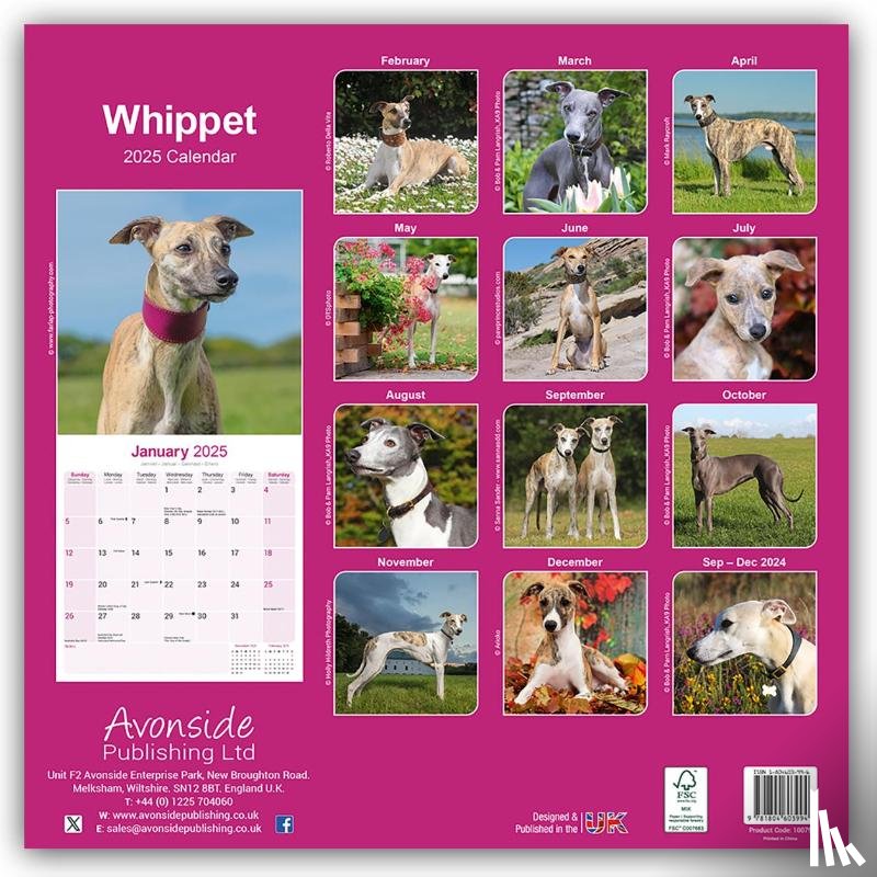 Avonside Publishing Ltd. - Whippet Square Wall Calendar 2025
