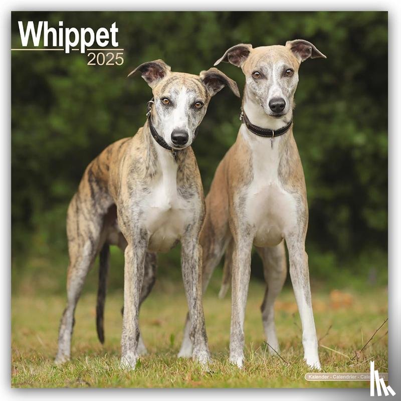 Avonside Publishing Ltd. - Whippet Square Wall Calendar 2025
