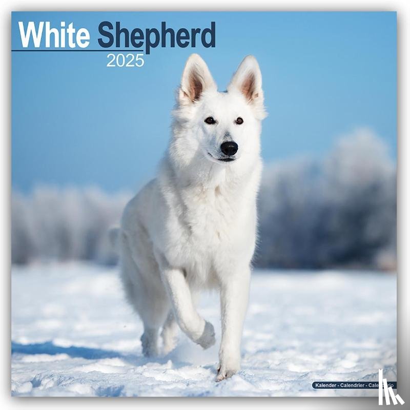 Avonside Publishing Ltd. - White Shepherd Calendar 2025 Square Dog Breed Wall Calendar - 16 Month