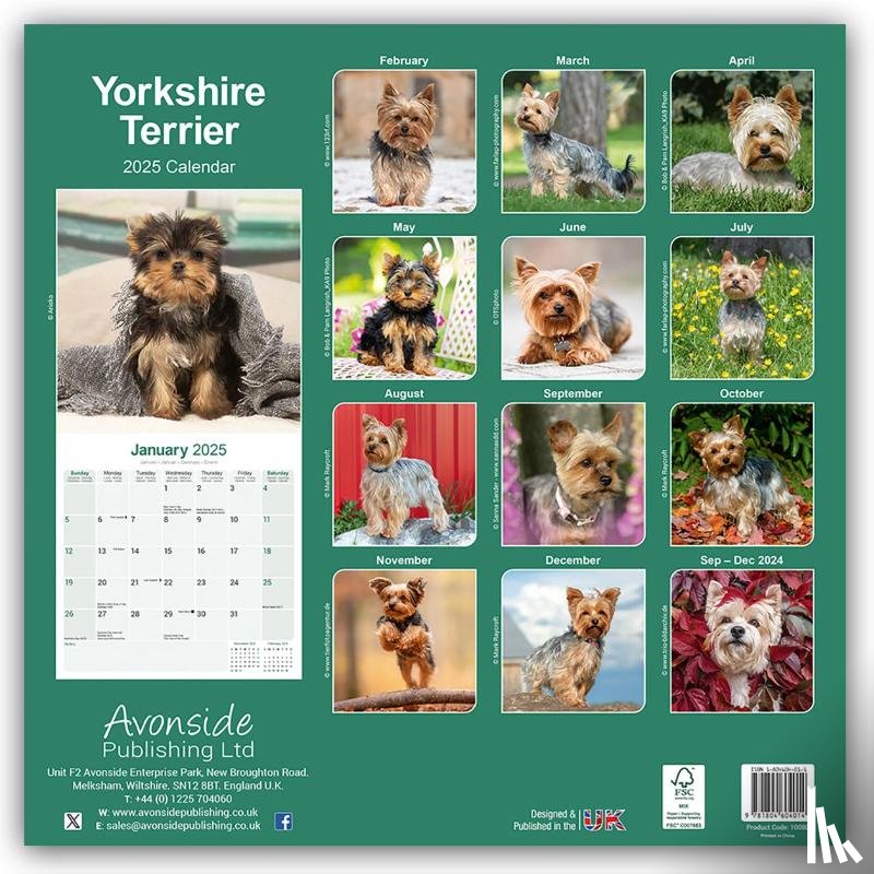Avonside Publishing Ltd - Yorkshire Terrier Square Wall Calendar 2025