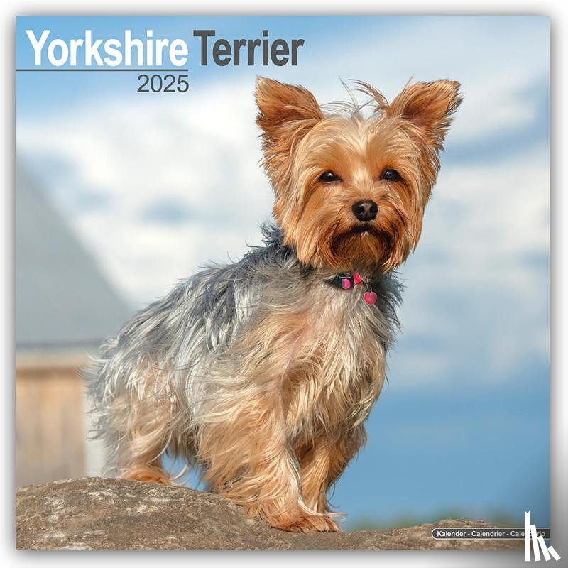Avonside Publishing Ltd - Yorkshire Terrier Square Wall Calendar 2025