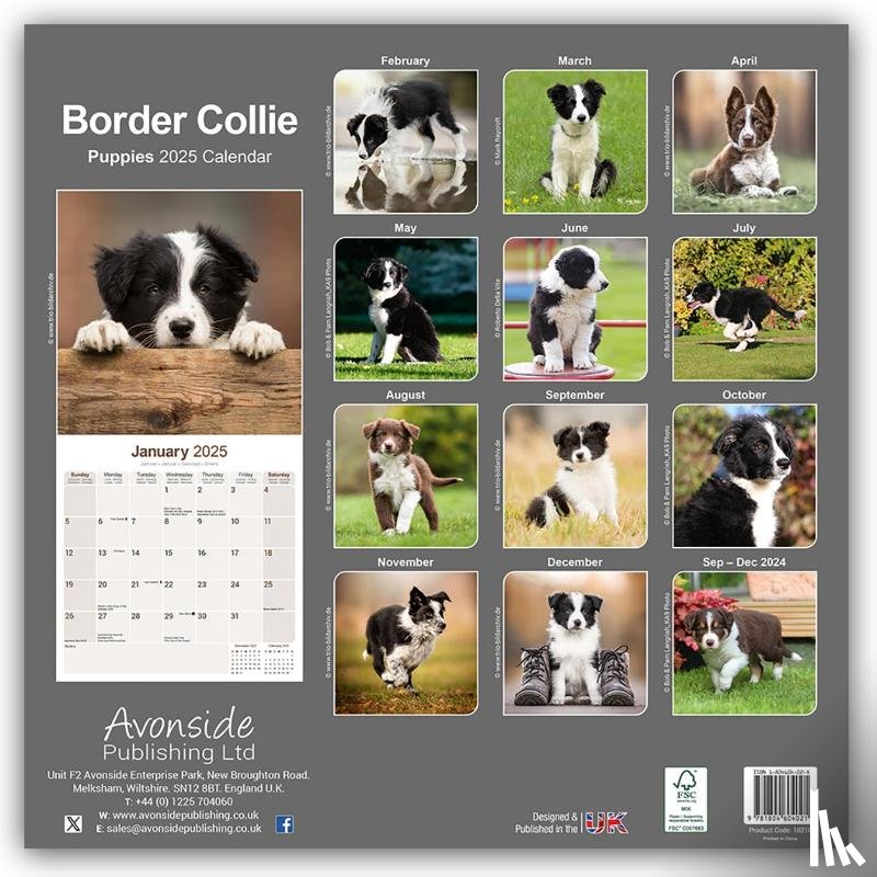 Avonside Publishing Ltd - Border Collie Puppies Calendar 2025 Square Dog Puppy Breed Wall Calendar - 16 Month