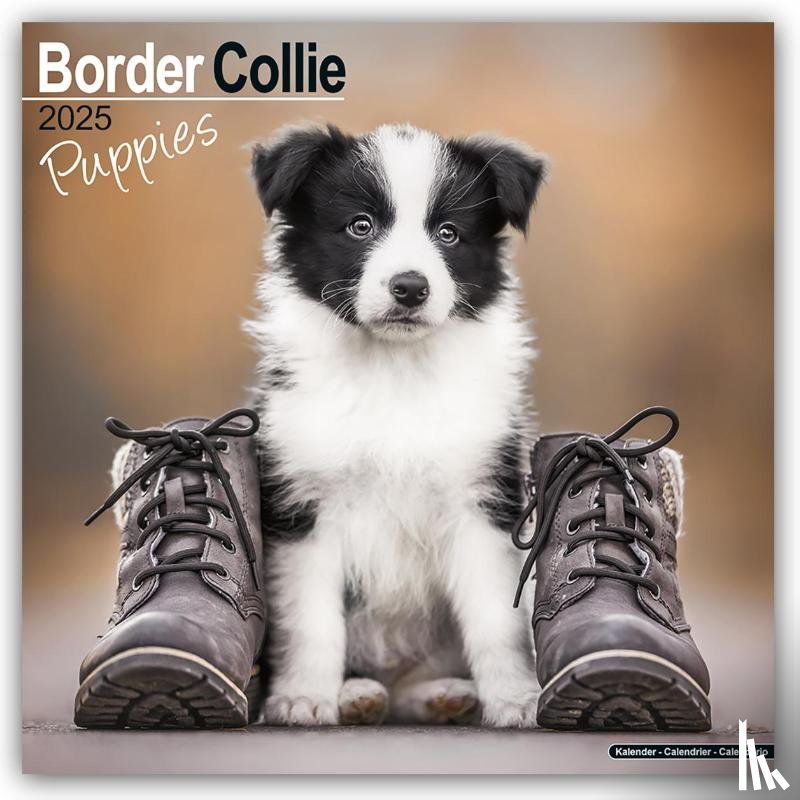 Avonside Publishing Ltd - Border Collie Puppies Calendar 2025 Square Dog Puppy Breed Wall Calendar - 16 Month