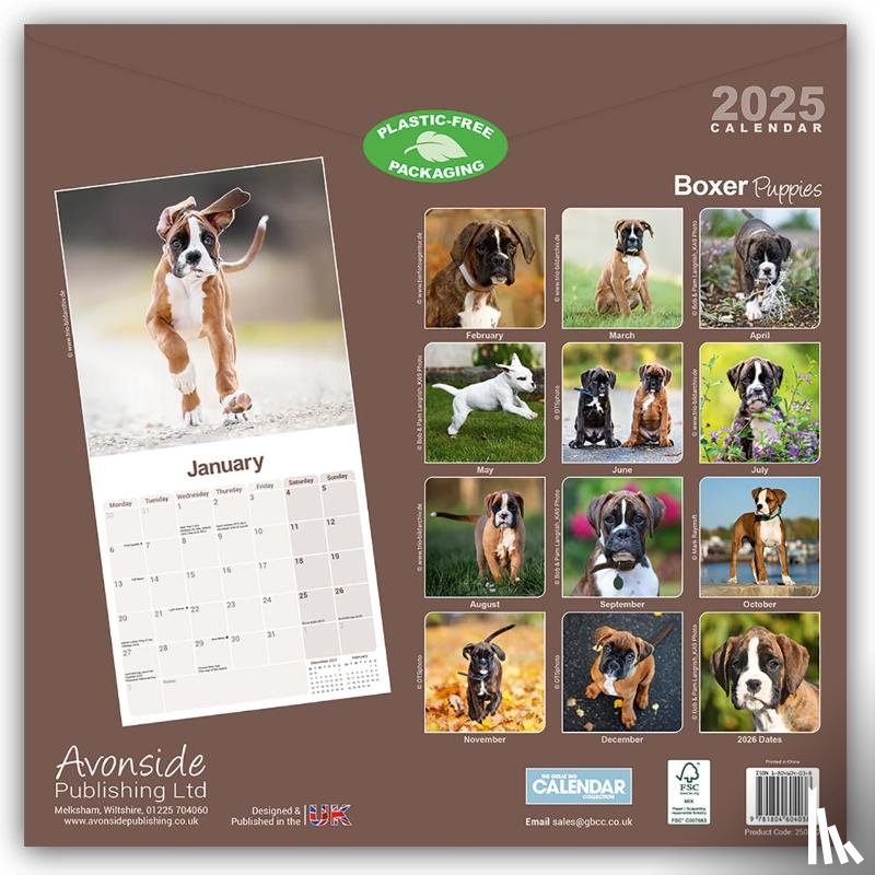 Avonside Publishing Ltd - Boxer Puppies Square Wall Calendar 2025