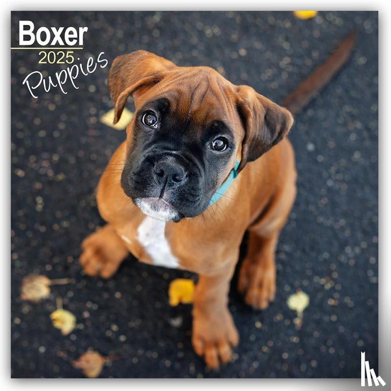 Avonside Publishing Ltd - Boxer Puppies Square Wall Calendar 2025
