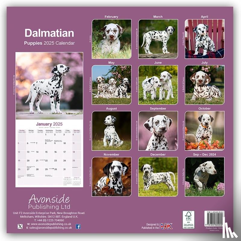 Avonside Publishing Ltd. - Dalmatian Puppies Calendar 2025 Square Dog Puppy Breed Wall Calendar - 16 Month