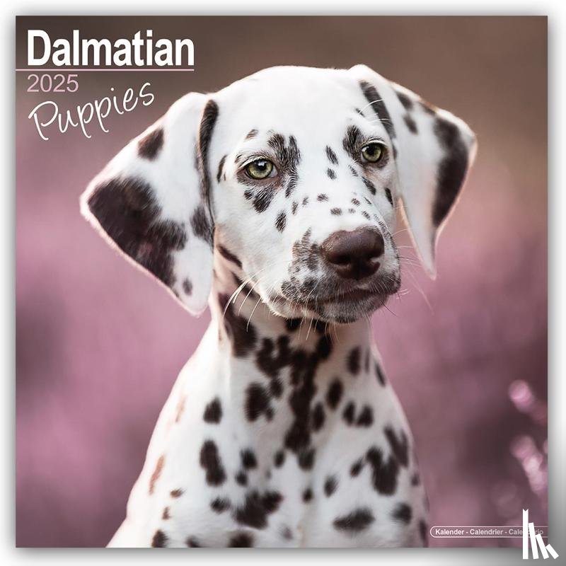 Avonside Publishing Ltd. - Dalmatian Puppies Calendar 2025 Square Dog Puppy Breed Wall Calendar - 16 Month