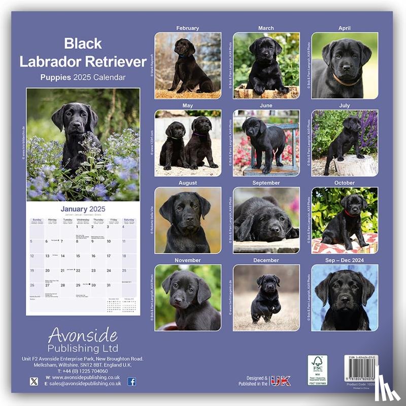 Avonside Publishing Ltd - Black Labrador Puppies Calendar 2025 Square Dog Puppy Breed Wall Calendar - 16 Month