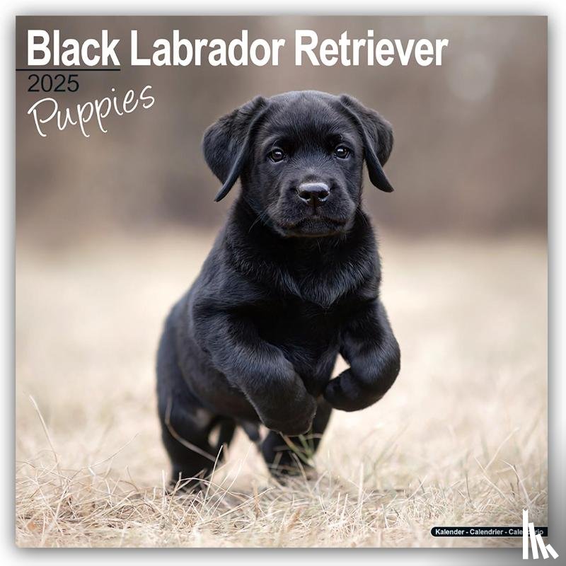 Avonside Publishing Ltd - Black Labrador Puppies Calendar 2025 Square Dog Puppy Breed Wall Calendar - 16 Month