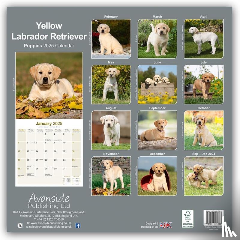 Avonside Publishing Ltd - Yellow Labrador Puppies Calendar 2025 Square Dog Puppy Breed Wall Calendar - 16 Month