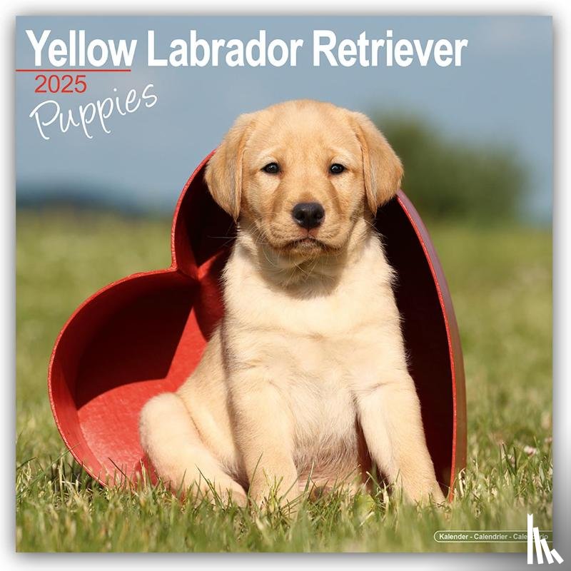 Avonside Publishing Ltd - Yellow Labrador Puppies Calendar 2025 Square Dog Puppy Breed Wall Calendar - 16 Month