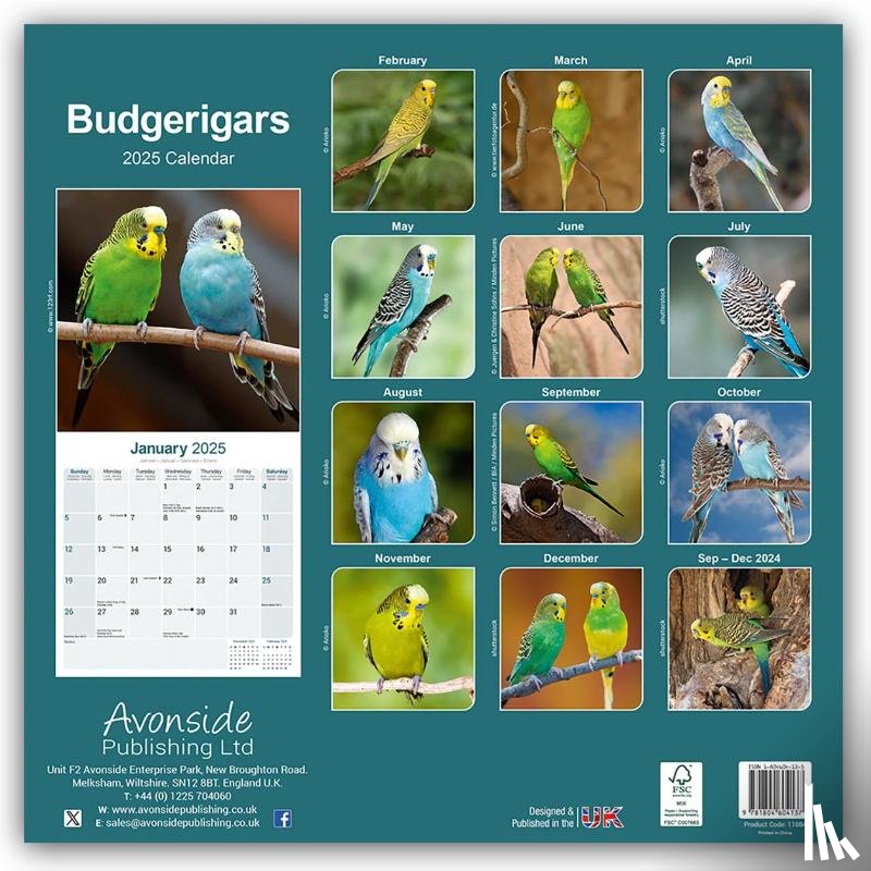 Avonside Publishing Ltd - Budgerigars Calendar 2025 Square Bird Wall Calendar - 16 Month