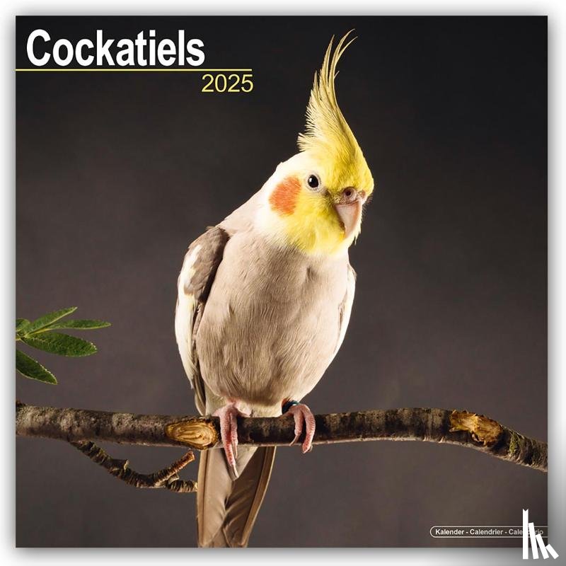 Avonside Publishing Ltd - Cockatiels Calendar 2025 Square Bird Wall Calendar - 16 Month