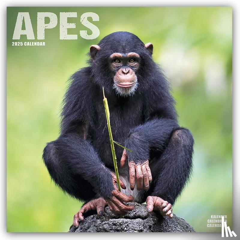 Avonside Publishing Ltd - Apes Calendar 2025 Square Animal Wall Calendar - 16 Month