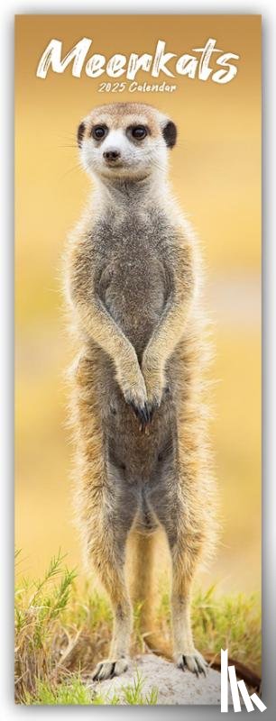 Avonside Publishing Ltd - Meerkats Slim Calendar 2025