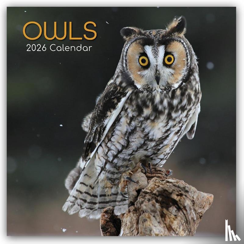 Gifted Stationery Co. Ltd - Owls - Eulen 2026 - 16-Monatskalender