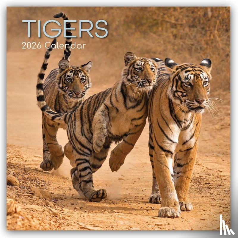 Gifted, The - Tigers - Tiger 2026 - 16-Monatskalender