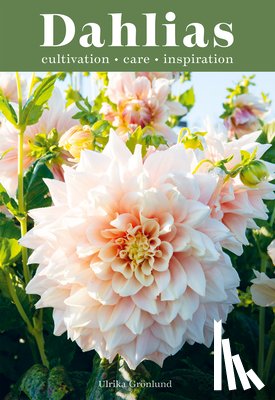 Gronlund, Ulrika - Dahlias