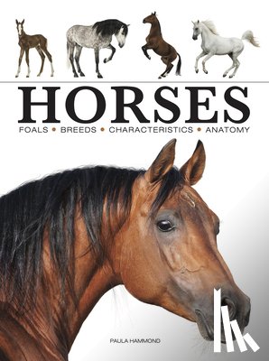 Hammond, Paula - Horses