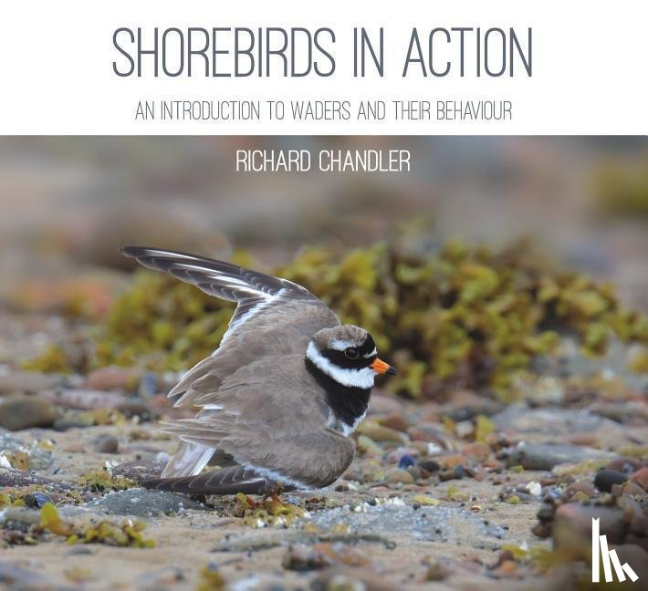 Chandler, Richard - Shorebirds in Action