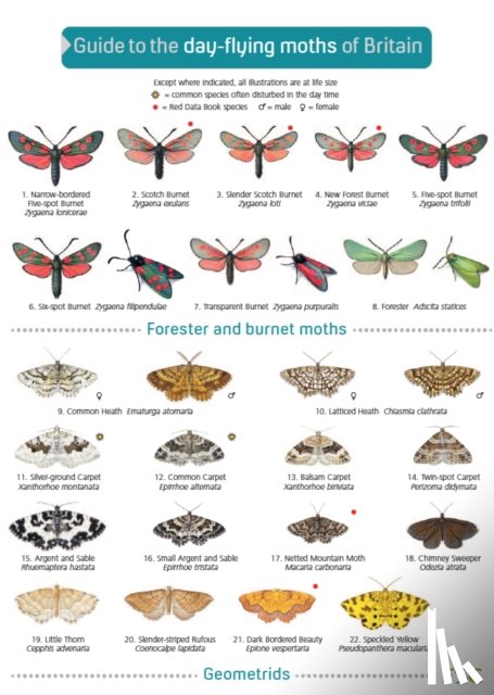 Lewington, Richard - Guide to the Day-Flying Moths of Britain