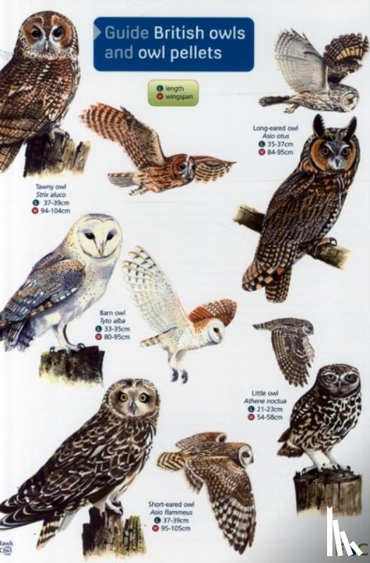 Thomas, Leanne - Guide to British Owls and Owl Pellets