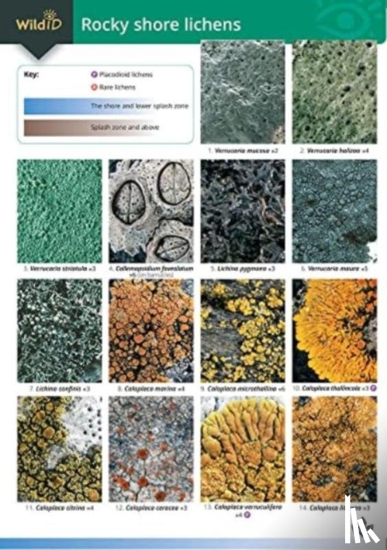 Dobson, Frank - Guide to Rocky Shore Lichens