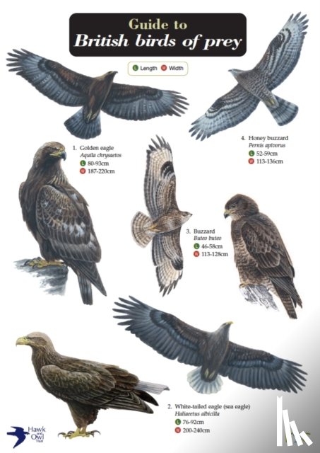 Norman, Simon, Hawk and Owl Trust - Guide to British Birds of Prey