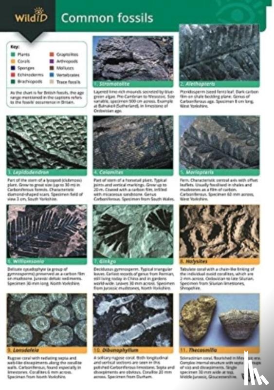 Pellant, Helen, Pellant, Chris - A Guide to Common Fossils