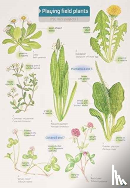 Farley, Rebecca - Playing Field Plants