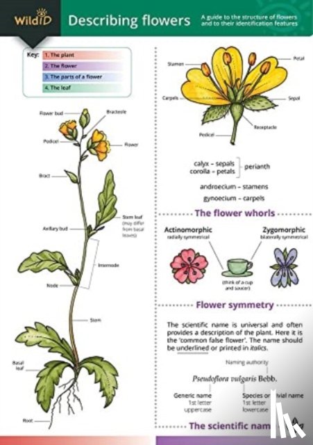 Bebbington, Anne, Bebbington, John - Describing Flowers