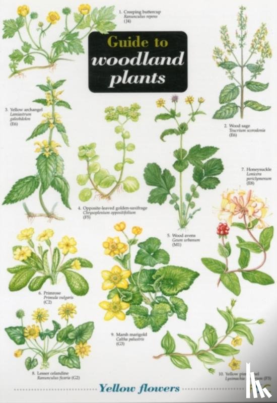 Gulliver, Richard, Gulliver, Mavis - Guide to Woodland Plants