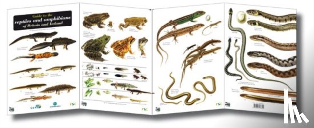 Roberts, Peter - Guide to the Reptiles and Amphibians of Britain and Ireland