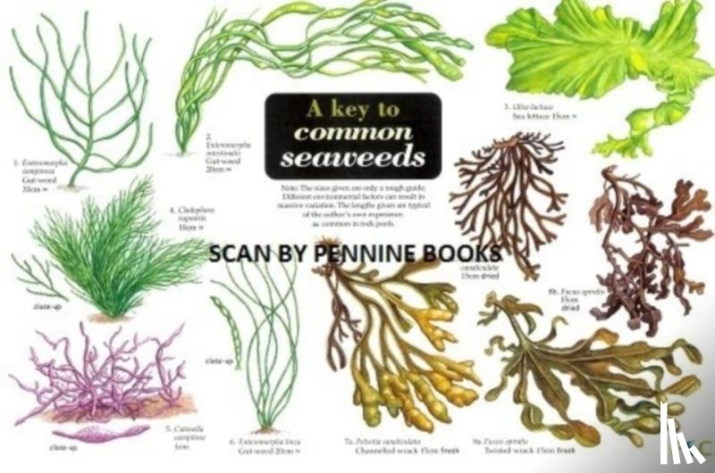 Morrell, Steve - A Key to Common Seaweeds