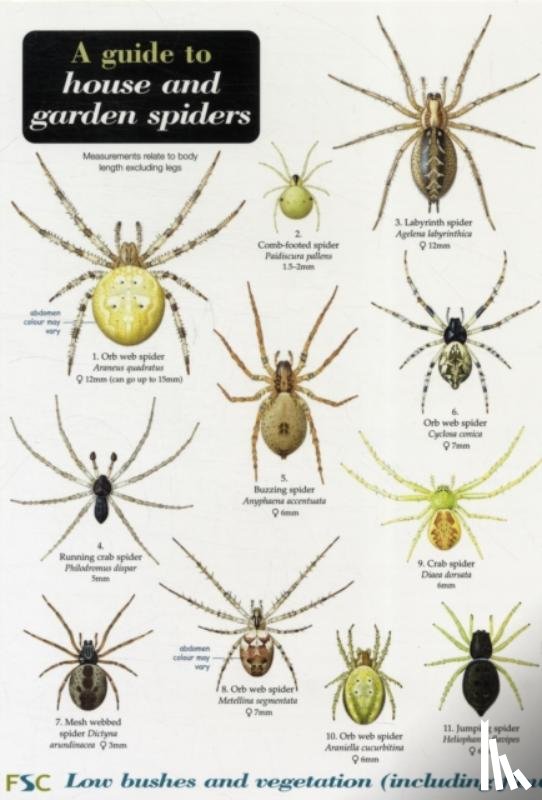 Lewington, Richard - A Guide to House and Garden Spiders