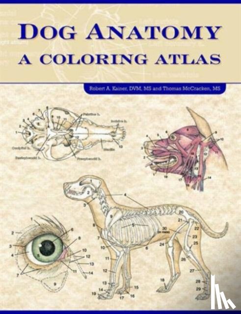 Kainer, Robert (College of Veterinary Medicine, McCraken, Thomas O. - Dog Anatomy
